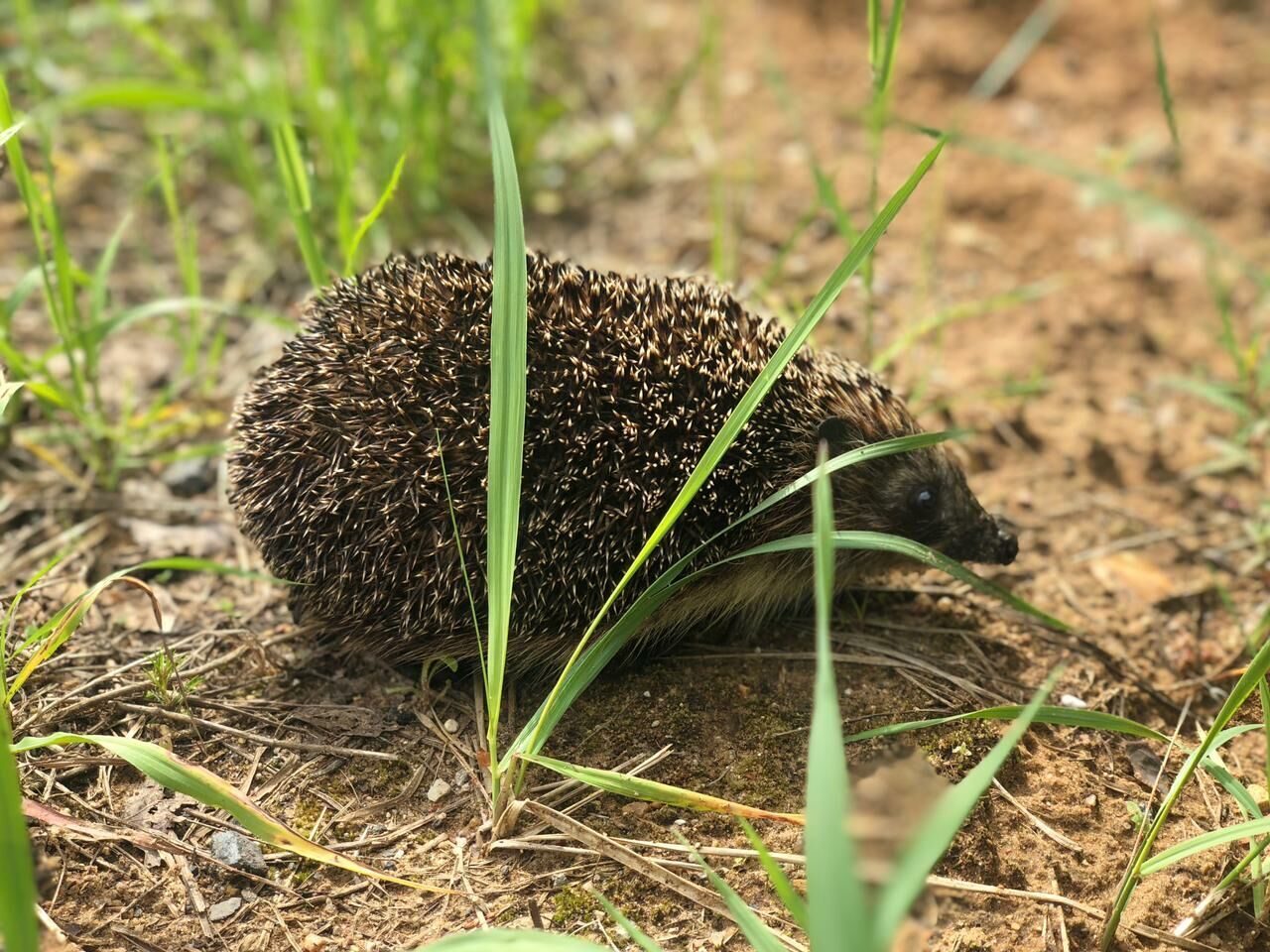 Еж